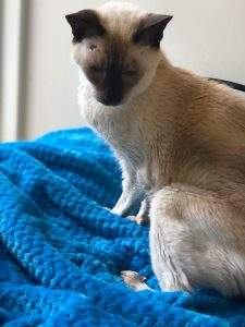 Beanie on his bed