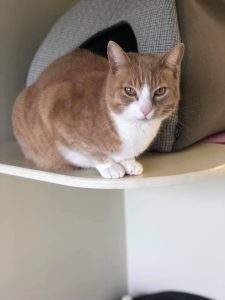 Ginge sitting on the shelf