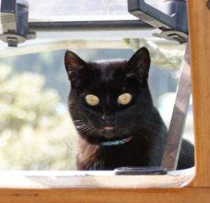 Merlin sitting outside the boat